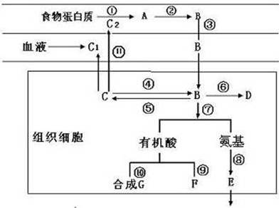 下图为哺乳动物体内蛋白质代谢示意图,图中1～11代表生理过程,a～g