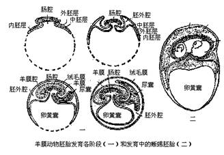 自羊膜卵的出现,才确立了脊椎动物完全陆生的可能性.