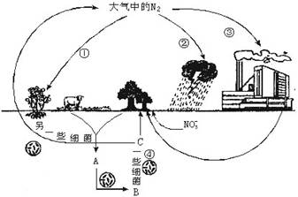 图是自然界中氮循环示意图.据图回答