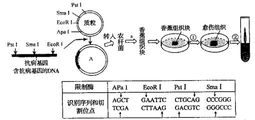 下图为转基因抗病香蕉的培育过程流程图,其中质粒上的