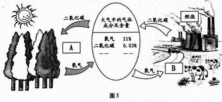 图5是"生物圈碳—氧平衡"示意图,分析回答