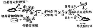 动物细胞培养技术是动物细胞工程的基础,在动物细胞工程的其他技术中