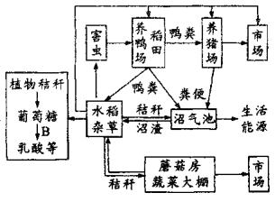 下图是某农业生态系统的结构模式图,雏鸭吃稻田里的杂草和害虫,用作物