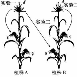 玉米植株结构示意图图片