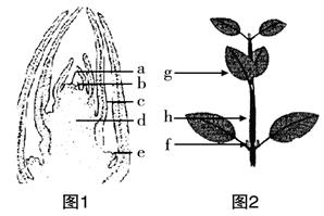 芽和枝条的结构图图片