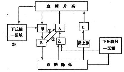 下图是人体内的血糖平衡调节示意图,请据图回答