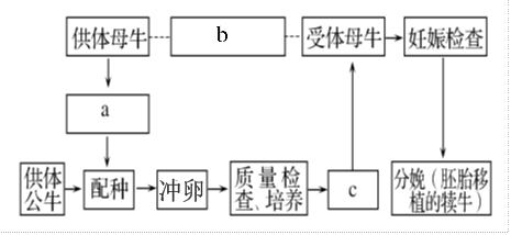 牛胚胎移植的基本程序如下图,请据图回答