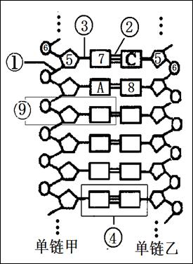 下图为生物某生理过程中两条核苷酸单链片段,请据图回答问题.